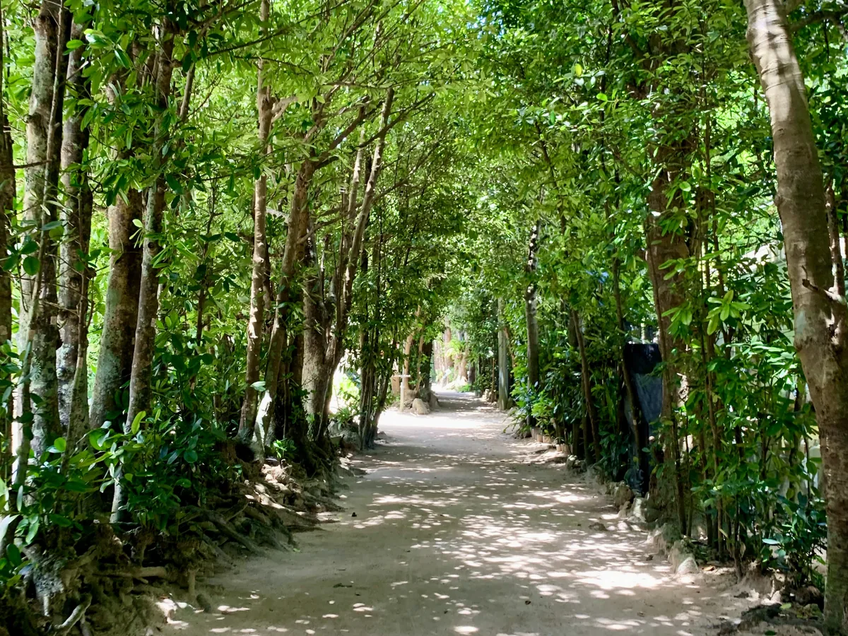 A shaded sandy lane beneath dense fukugi trees in Bise