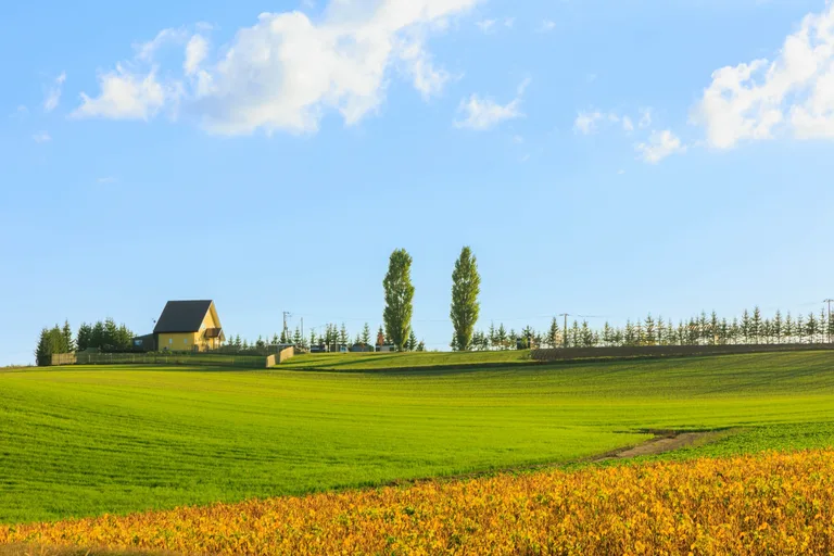 Fields, poplar trees and a small building in the Biei countryside