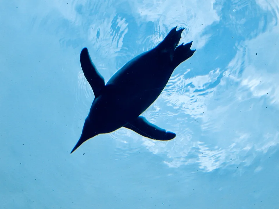 A penguin swimming overhead in the underwater viewing area at Asahiyama Zoo
