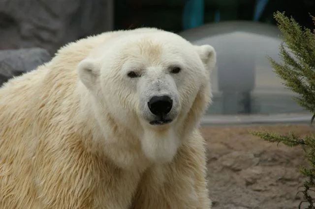 A polar bear facing the viewing area at Asahiyama Zoo