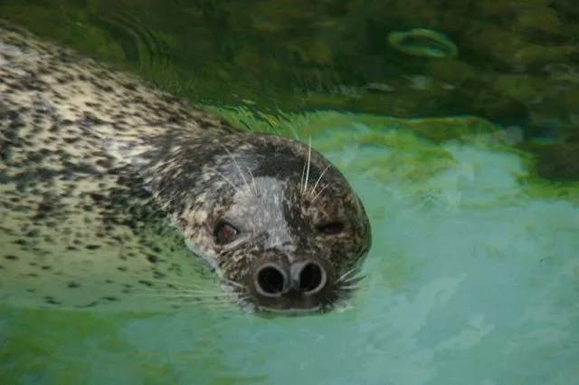 A seal swimming close to the viewing glass at Asahiyama Zoo
