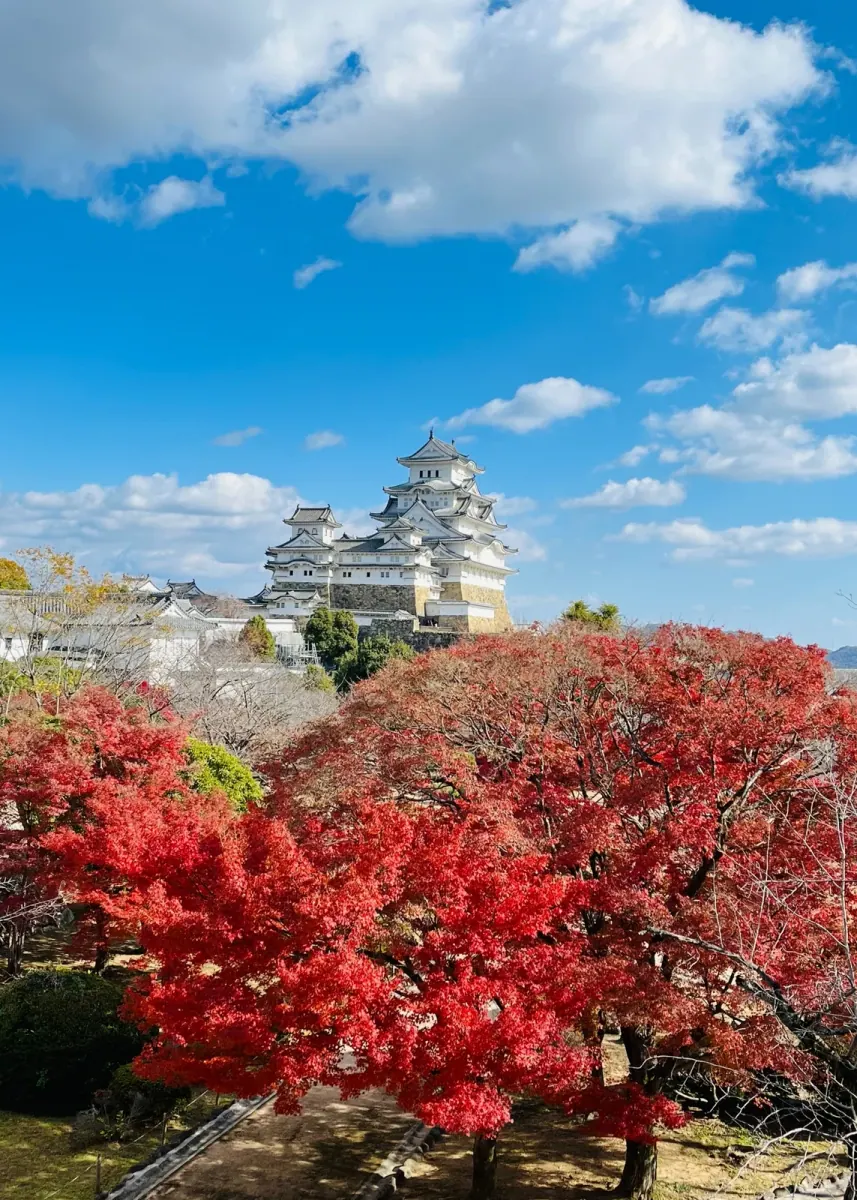 Himeji Castle seen through red autumn maple leaves