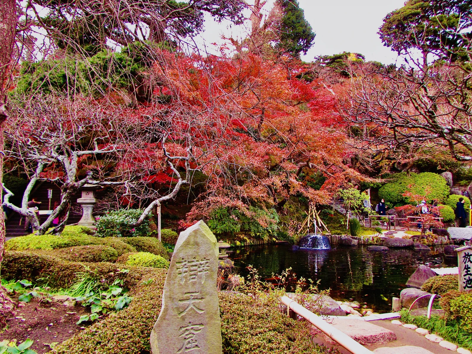 Red autumn maples in the temple garden at Hasedera, Kamakura