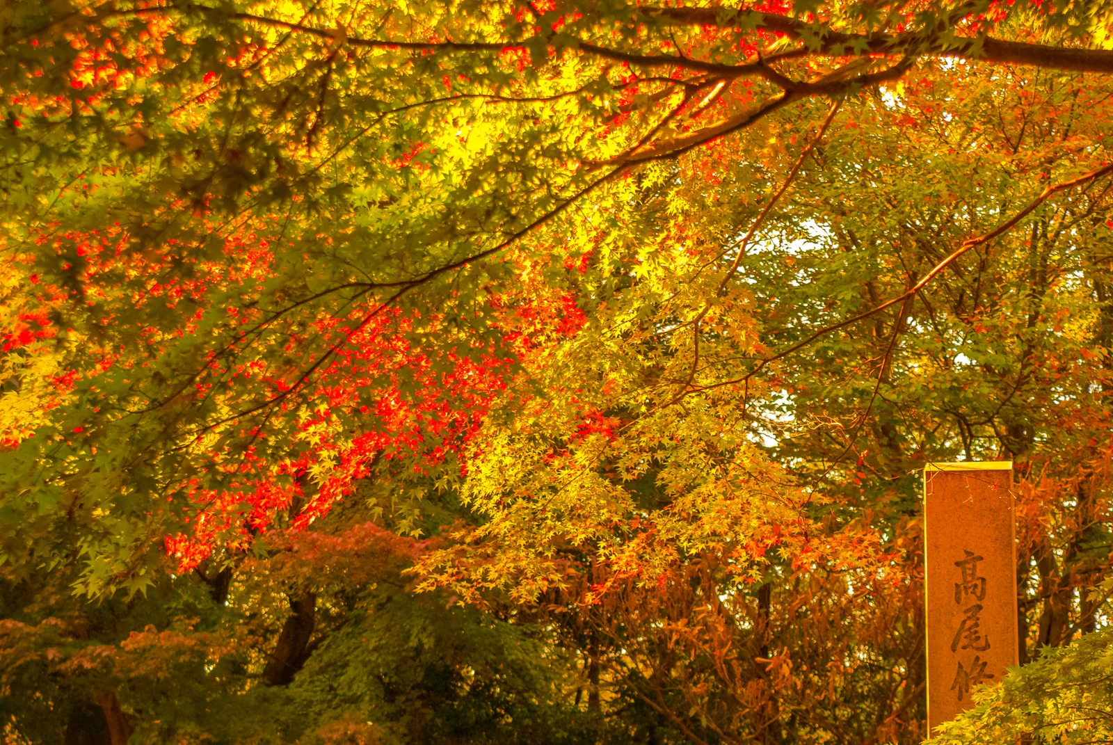 Sunlight filtering through orange autumn leaves on Mt. Takao