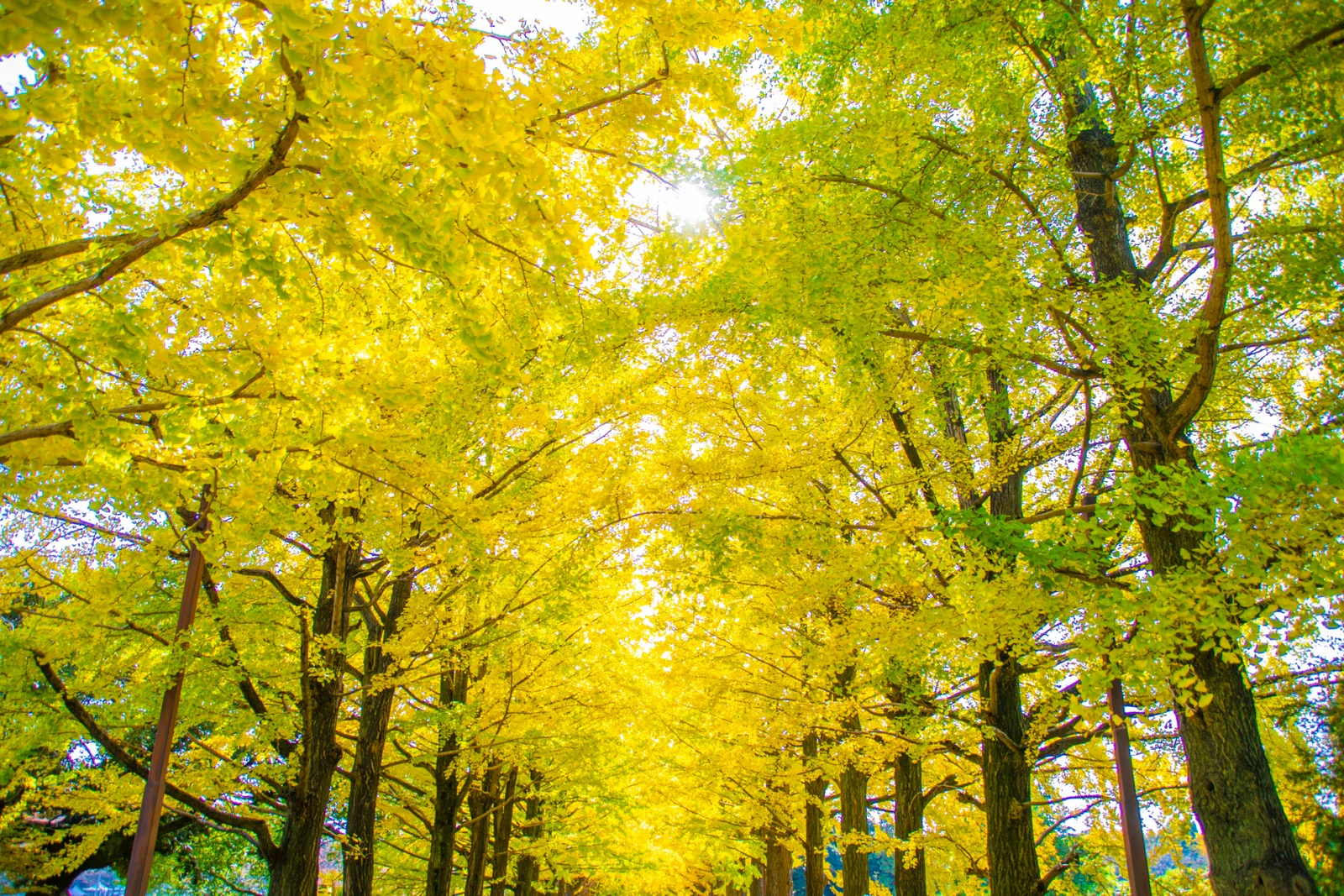 Visitors beneath a brilliant yellow ginkgo canopy at Showa Kinen Park