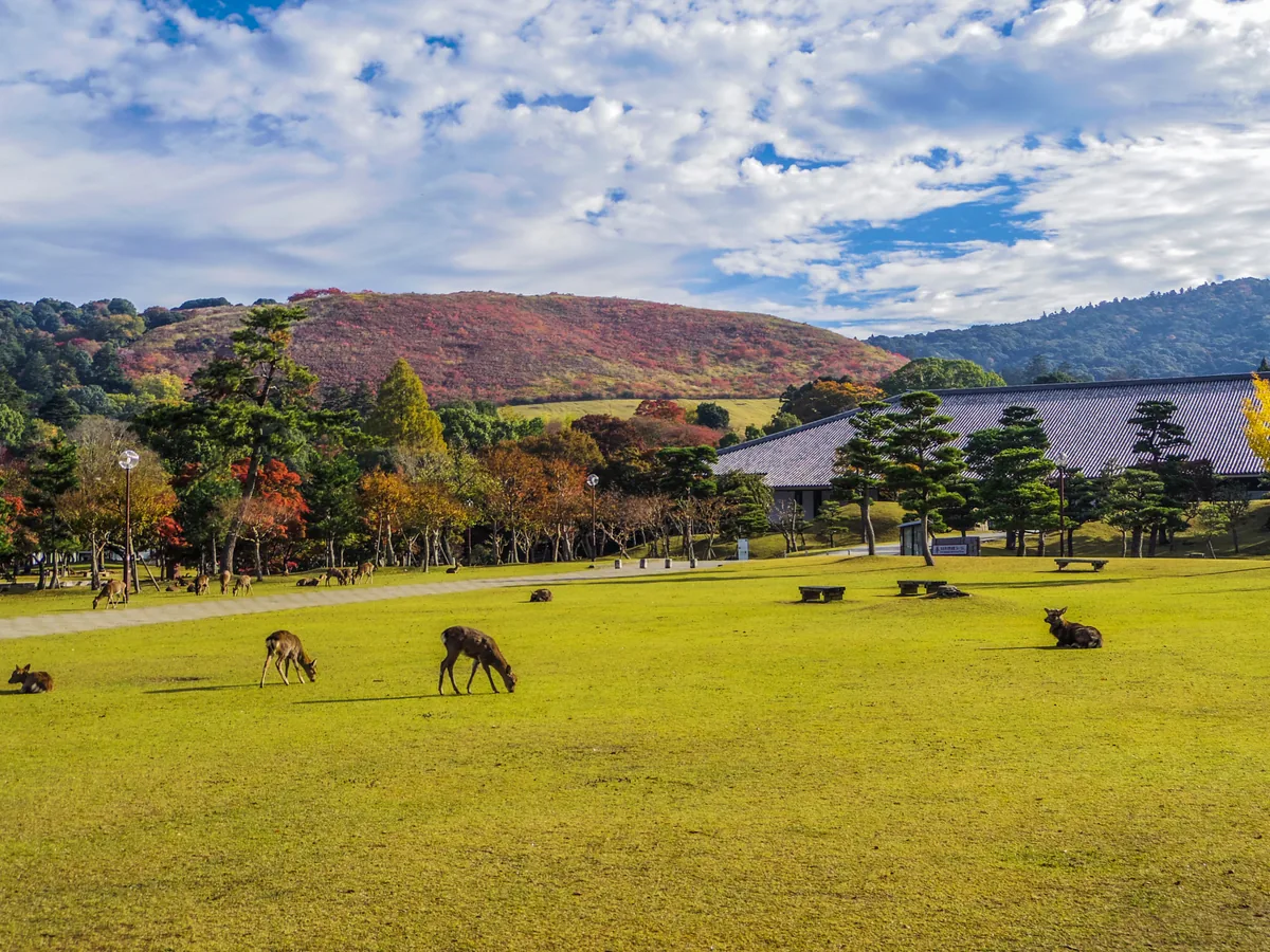 Deer grazing across green parkland in Nara, with trees and a hillside behind them