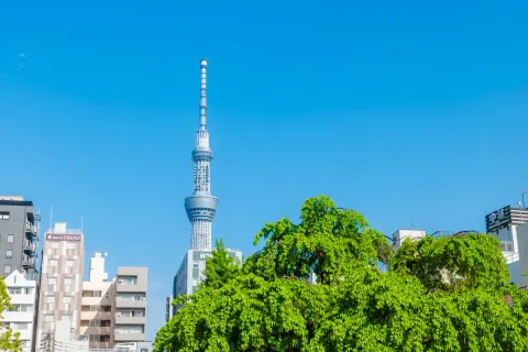 Tokyo Skytree rising above fresh green trees under a clear blue sky