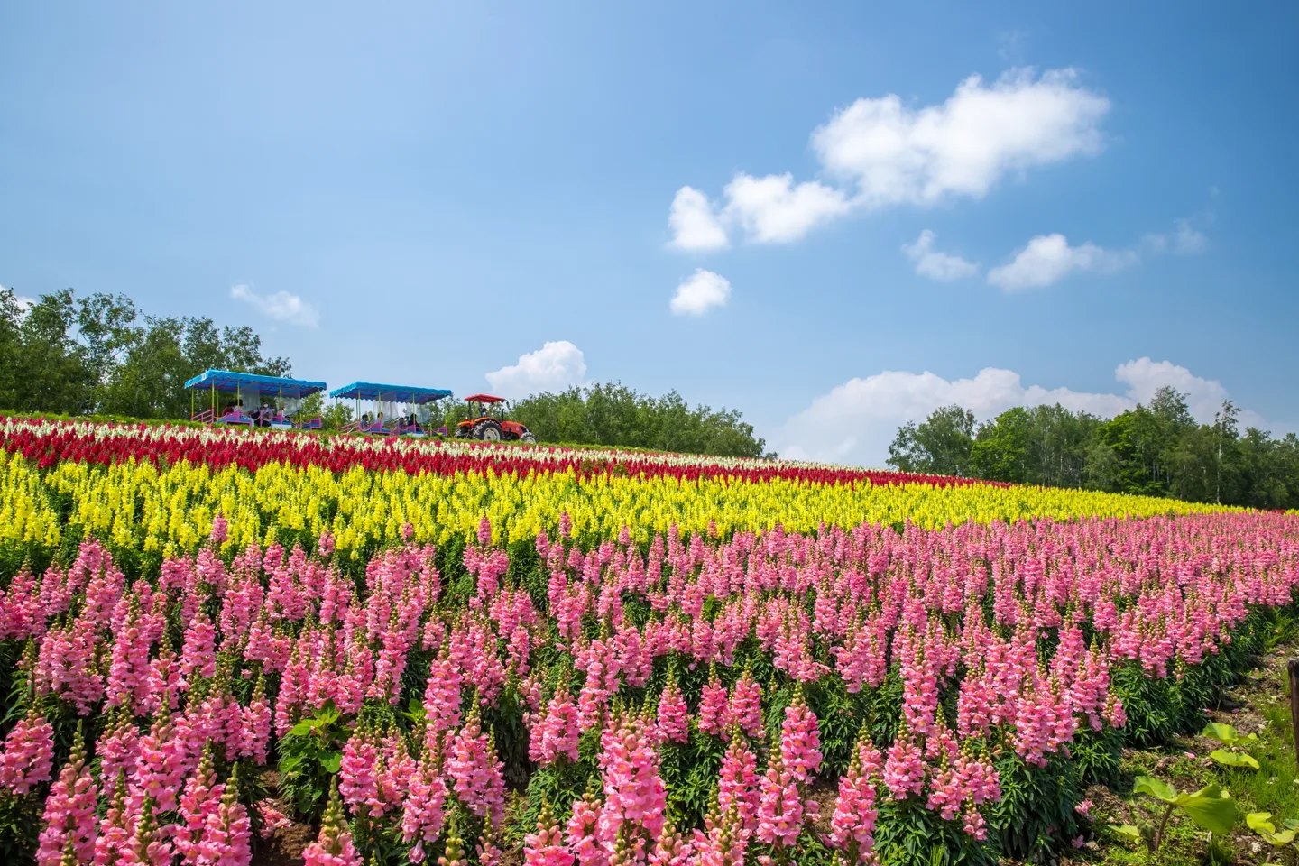 Pink and yellow flower rows at Shikisai-no-oka