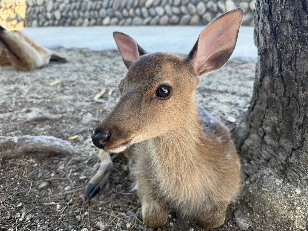 A young deer resting on the ground beneath a tree on Miyajima