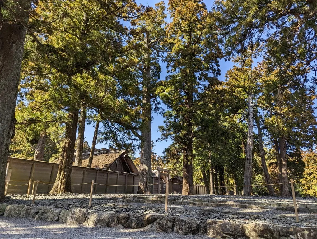 A thatched shrine roof and wooden fence among tall trees at Ise Jingu
