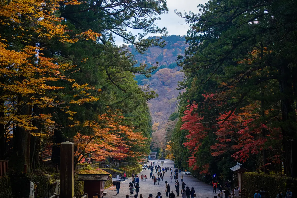 Visitors walking along a forested shrine approach surrounded by autumn foliage