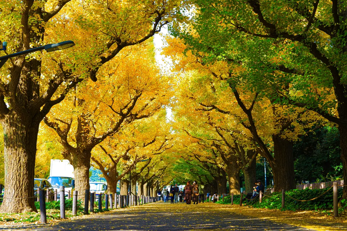 A broad avenue beneath golden autumn ginkgo trees