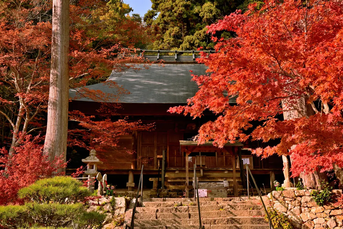 A traditional wooden temple hall framed by vivid red maple leaves