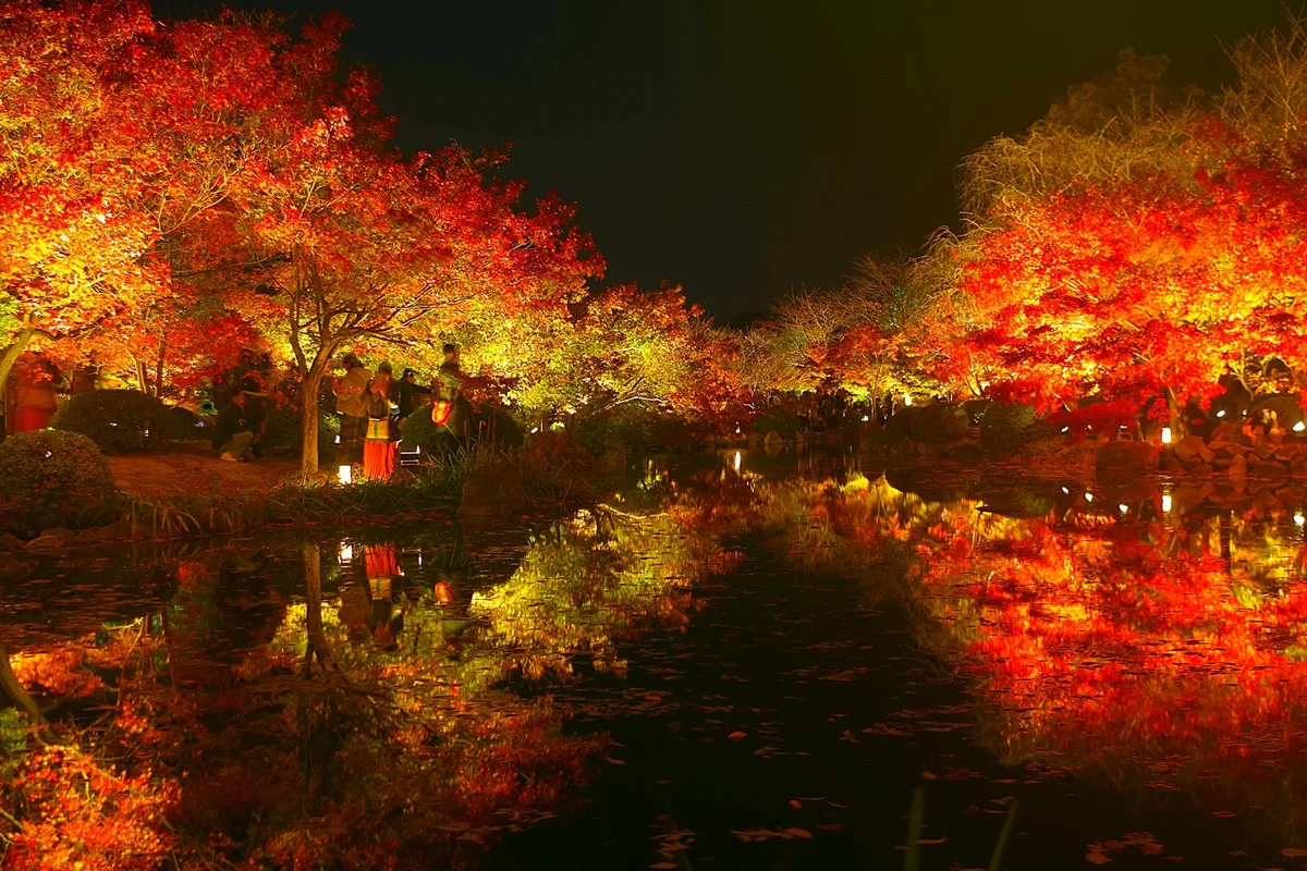 Illuminated red and golden maple leaves reflected in a pond at Toji at night.