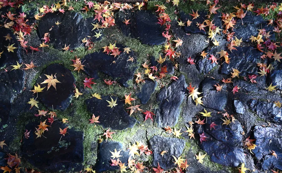 Red, yellow and orange maple leaves are scattered over dark stones with patches of green moss at Anraku-ji.