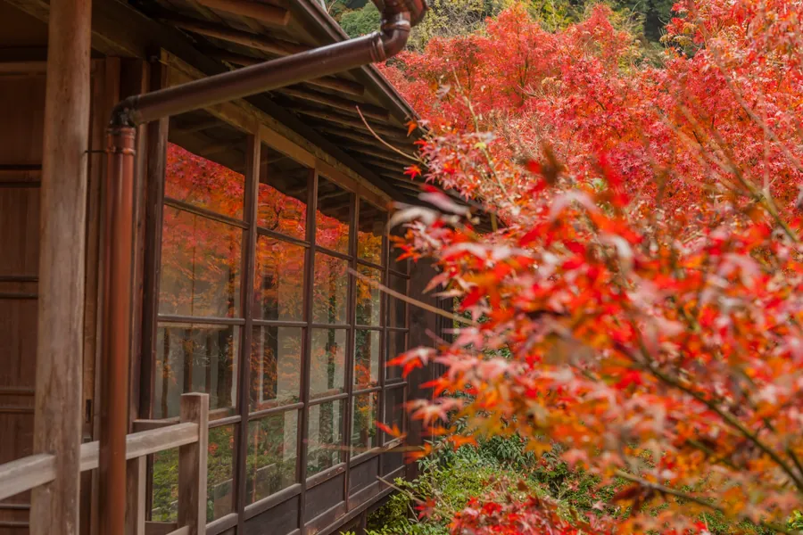 Red maple foliage surrounds a dark wooden building at Anraku-ji and is reflected in its glass windows, with blurred leaves in the foreground.