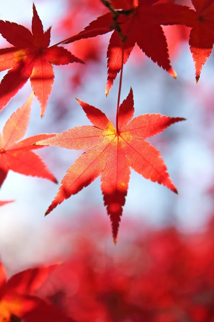 A close view of colorful maple leaves in autumn.