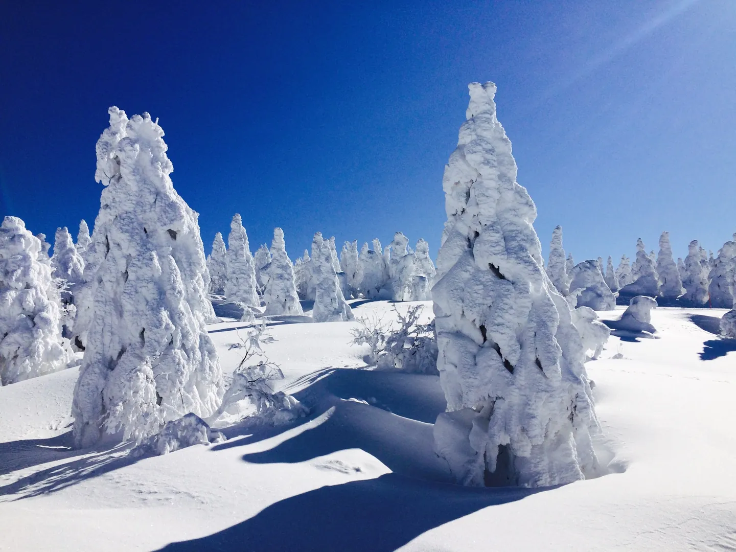 Zao snow monsters encased in thick ice and snow beneath a clear blue sky
